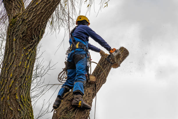 Best Tree Trimming and Pruning  in Loomis, CA