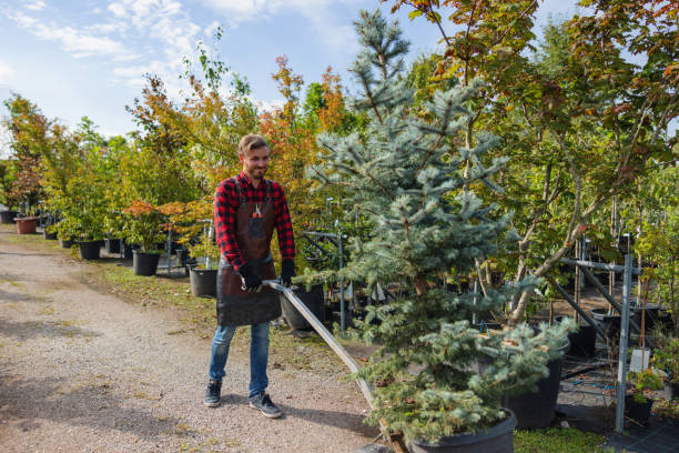 Best Tree Mulching  in Loomis, CA