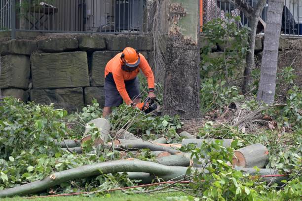 Best Tree Removal  in Loomis, CA